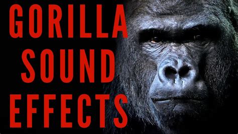 Choose a language. . Gorilla tag sound effects